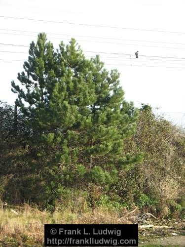Booterstown Nature Reserve